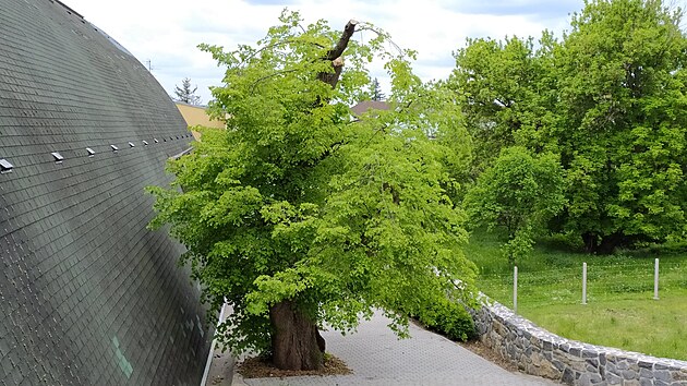 Lípa rostoucí u sportovní haly v Kostelci na Hané přezdívaná Kostelecké krbál, která získala čestný titul Strom hrdina.