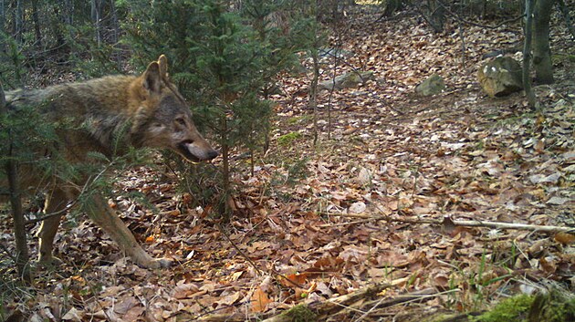 Fotopasti v Rychlebských horách vyfotily vlky. (19. května 2022)