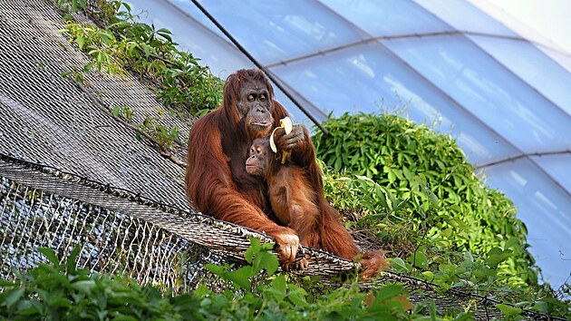 Uprchlí orangutani v ZOO Praha (19. května 2022)