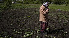 Seniorka Ljudmila, které je 85 let, pečuje o záhon v Charkově. (23. května 2022)