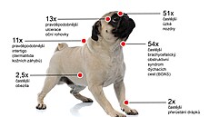 Podle veteriná�� z Royal Veterinary College mopsi mnohem �ast�ji trpí problémy...