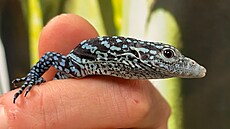 Samice varana po snesení pokozovala vajíka. Pouze jediné ze ty zahrabala do...