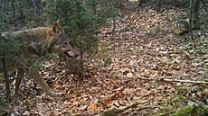 Fotopasti v Rychlebských horách vyfotily vlky. (19. května 2022) | na serveru Lidovky.cz | aktuální zprávy