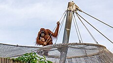 Uprchlí orangutani v ZOO Praha (19. kvtna 2022)