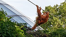 Uprchlí orangutani v ZOO Praha (19. kvtna 2022)