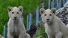 Novým domovem bílých tyat lva jihoafrického se stane jihoamerická Venezuela....