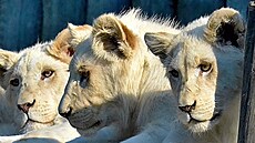 Novým domovem bílých čtyřčat lva jihoafrického se stane jihoamerická Venezuela....