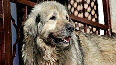 Šarplaninský pastevecký pes, zkráceně také šarplaninec nebo jugoslávský pastevecký pes (iiustrační snímek)