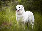Maremmansko-abruzzský pastevecký pes je u nás málo známé plemeno.
