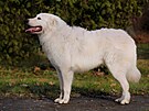 Maremmansko-abruzzský pastevecký pes je velké plemeno rustikálního vzhledu.