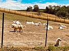 Maremmáni byli po staletí vyuíváni ke steení stád ovcí i koz. K tmto...
