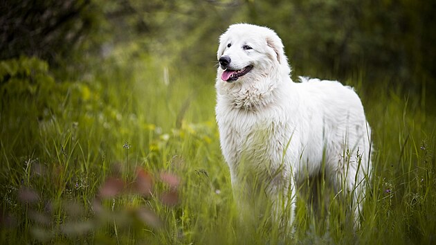 Maremmansko-abruzzský pastevecký pes je u nás málo známé plemeno.