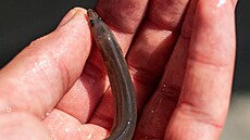 Úbytek úho�� je dlouhodobý a celoevropský problém. Odkrmené úho�í monté, co� je...