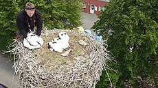 Zvíecí ochranái umístili ti mláata ápa bílého k adoptivním rodim. Jedno...