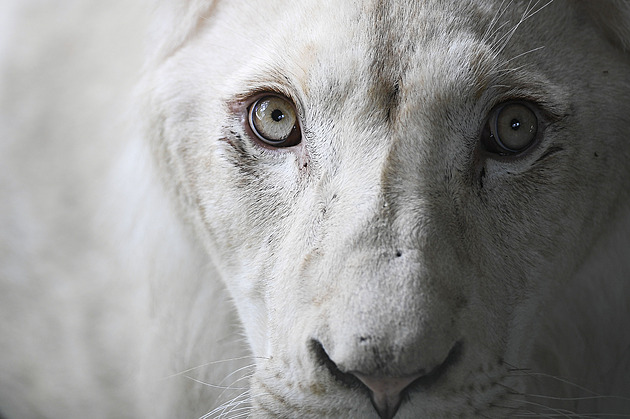 OBRAZEM: Hodonínská zoo poslala svá lvíčata do Venezuely