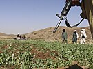 Tálibán vymýtil makové pole v provincii Helmand v Afghánistánu. (29. kvtna...