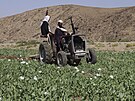 Tálibán vymýtil makové pole v provincii Helmand v Afghánistánu. (29. kvtna...