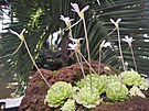 Ve sb�rkov�ch sklen�c�ch olomouck�ho V�stavi�t� Flora jsou nyn� v r�mci v�stavy...