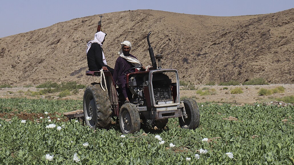 Tálibán vymýtil makové pole v provincii Helmand v Afghánistánu. (29. kvtna...