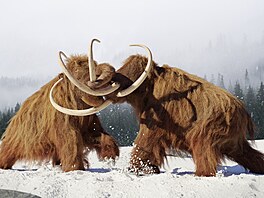 Mamuti zmizeli z povrchu zemského zhruba p�ed 4 000 lety. S 4,5 metru v...