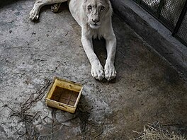 Bílá lvíata poslala minulý msíc Zoo Hodonín do Venezuely, aby pomohla zvýit...