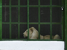 Bílá lvíata poslala minulý msíc Zoo Hodonín do Venezuely, aby pomohla zvýit...