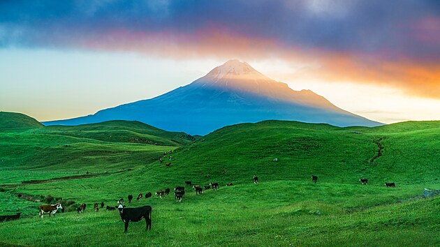 Nov Zland. Stdo krav na pozad vulkn Taranaki.