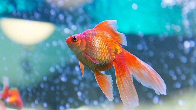 Zlatá rybka patří k nejoblíbenějším akvarijním rybám.
