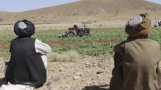 Tlibn vymtil makov pole v provincii Helmand v Afghnistnu. (29. kvtna 2022)