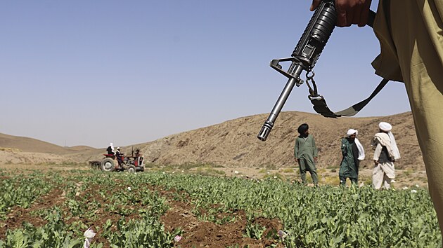 Tlibn vymtil makov pole v provincii Helmand v Afghnistnu. (29. kvtna 2022)