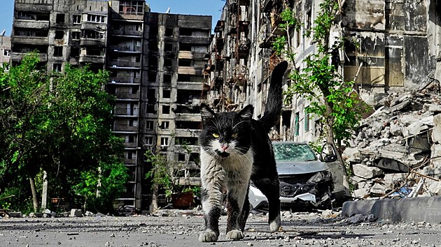 Kočka prochází sídlištěm v Mariupolu. (31. května 2022)