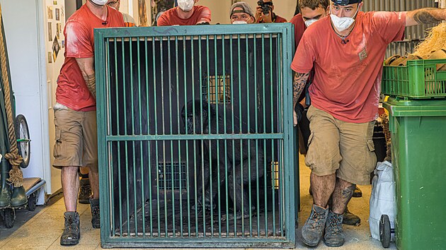 Se skupinou samic se pesthoval do novho pavilonu i estilet samec Ajabu, potomek samice Shindy a samce Richarda.