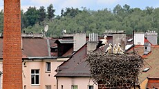 apí rodinka na chebském komín uprosted msta.