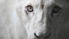 D�vodem bílé barvy zví�at je takzvaný leucizmus, tedy porucha pigmentace, která...