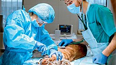 U zuba�e. Veterina u� je dnes tak rozvinutý obor, �e pot�ebuje specialisty,...