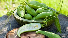 A�ok�a bez problém� plodí do prvních mrazík�, na plíse� narozdíl od okurek...