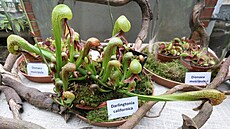 Ve sbírkových sklenících olomouckého Výstavit Flora jsou nyní v rámci výstavy...