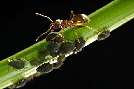 Mravenci mice milují, jsou pro n zdrojem lahodné medovice. 