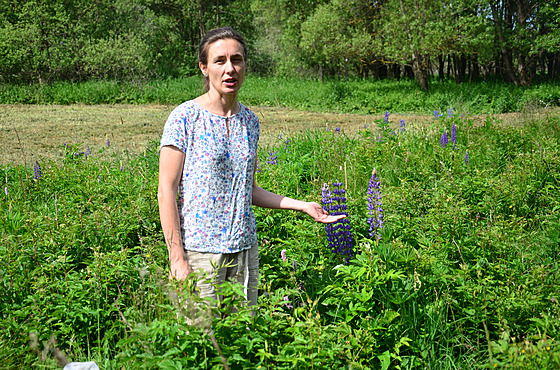 Ochránkyn pírody Pavla Tájková na louce v údolí Pramenského potoka nedaleko Mnichova, která se stala domovem motýl, hmyzu i bylin. 