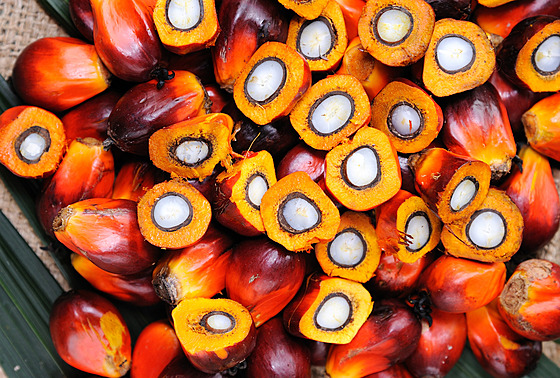 Oplodí palmy olejné, z nho se získává lisováním palmový olej. (19. ervna...
