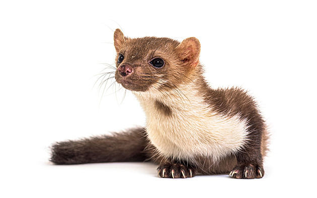 Hlodavé potvory v akci. Zaručený recept, jak vyhnat kunu z auta, neexistuje