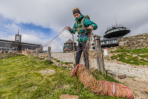 Na Sněžku se vrátily sítě, aby turisté neničili vzácné alpínské trávníky