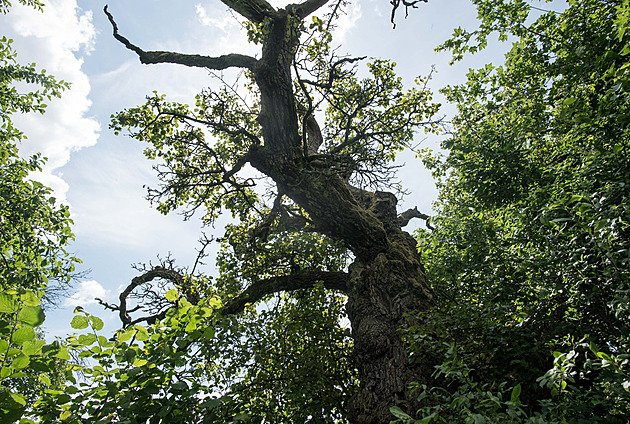 Stromem hrdinou se stala hrue polní, která roste ve Vizovicích (erven 2022).