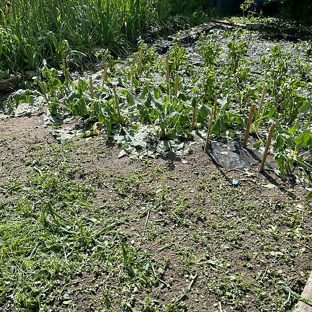 Úrodu na Kroměřížsku poničilo krupobití, zemědělci bojují i s hrabošem