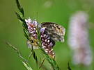 Louka v údolí Pramenského potoka nedaleko Mnichova se má stát domovem motýlů,...