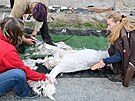 Lamy alpaka v olomouck zoo sthaj jednou za 18 a 24 msc. Jejich vlna je...