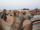 Po poutních dunách Sahary se nejlépe cestuje v sedle.