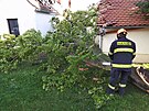 Vyvrcen strom v obci Kepice na Znojemsku. (13.6.2022)