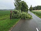 Zlomen strom u obce Dobice na Znojemsku. (13.6.2022)