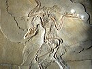 Jedna z nejslavnjích fosilií vech dob, velmi dobe dochovaný jedinec druhu...